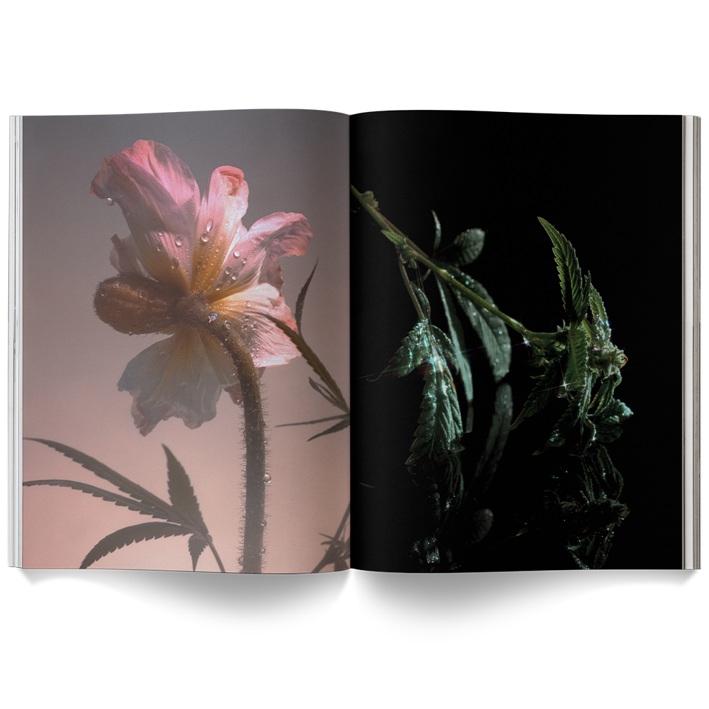 A Weed is a Flower Book